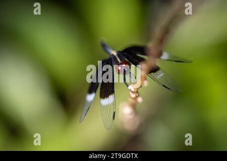 Neurothemis tullia, il macello di risaie pied Foto Stock