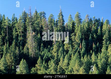 Pendenza forestale sopra Camas Prairie, Fremont National Forest, Oregon Foto Stock
