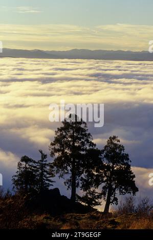 Nebbia a valle da Spencer Butte, Spencer Butte Park, Eugene, Oregon Foto Stock