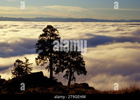 Nebbia a valle da Spencer Butte, Spencer Butte Park, Eugene, Oregon Foto Stock