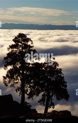 Nebbia a valle da Spencer Butte, Spencer Butte Park, Eugene, Oregon Foto Stock