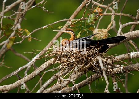 Darter africano - Anhinga rufa anche serpente, uccello d'acqua dell'Africa subsahariana e dell'Iraq, seduto sul nido sopra l'acqua, a caccia di pesci nell'alga Foto Stock