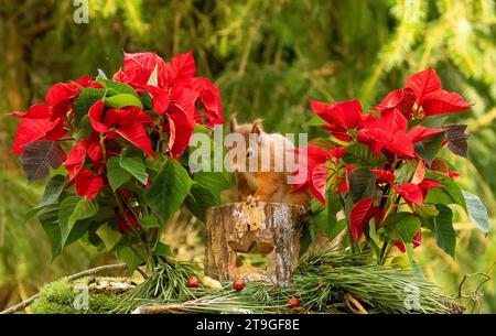 Grazioso scoiattolo scozzese nel bosco nel periodo natalizio con fiori rossi di poinsettia Foto Stock