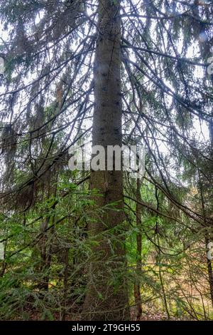 Dendrology. Albero secolare. Abete rosso europeo di Agelong (Picea excelsa, P. abies) nelle foreste boreali dell'Europa nordorientale Foto Stock