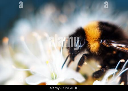 Bumblebee raccoglie il nettare dai fiori di primavera bianchi, sembra un maschio Bombus soroensis. Primo piano estremo Foto Stock