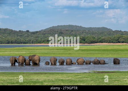 Una famiglia di elefanti fa la fila in acqua per bere nel parco nazionale di Minneriya in Sri Lanka Foto Stock