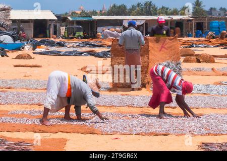 Due donne più anziane sono inclinate a distribuire piccoli pesci su tappetini per asciugarsi alla luce del sole a Negombo, nello Sri Lanka Foto Stock