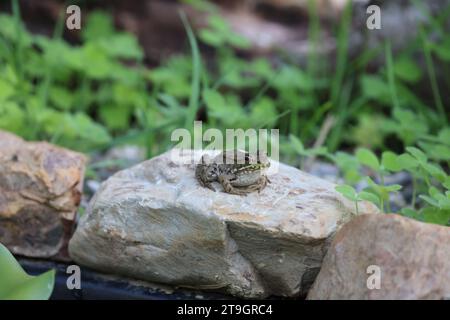 Una rana verde vibrante arroccata su una pietra grigia Foto Stock