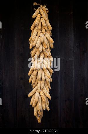 erpice di mais appeso a una facciata di legno Foto Stock