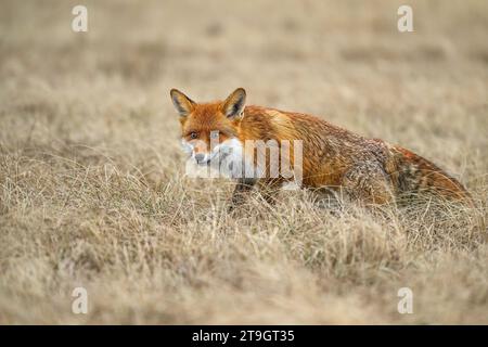 Quando una volpe posa per un fotografo nella foresta. Foto Stock