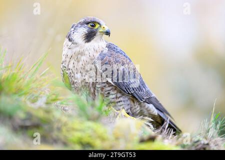 Un falco siede sull'erba con una preda catturata. Foto Stock