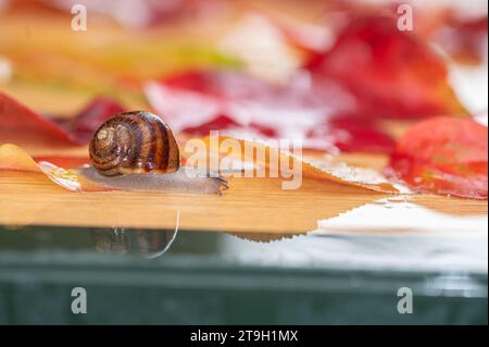 Con il tempo piovoso, le lumache tra le foglie autunnali. Foto Stock