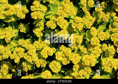 Euphorbe méditerranéenne (Euphorbia characias), Euphorbe des guarrigues, en fleur - sud de la France / Mediterranean spurge (Euphorbia characias) Foto Stock