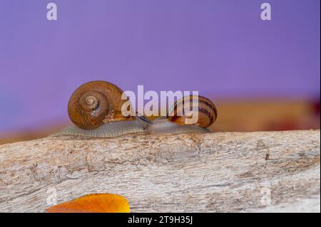 Un paio di lumache su un ceppo di albero. Sfondo viola. Foto Stock