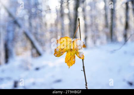 Una sola foglia gialla lasciata al gelo, speranza e bellezza della natura, sfondo invernale, piumone bianco, bassa temperatura ambiente, aura invernale Frosty Foto Stock