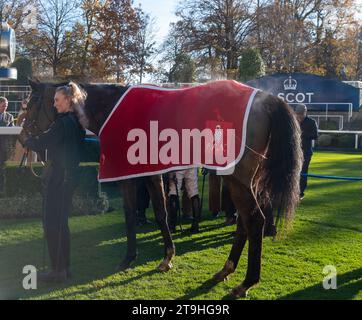 Ascot, Berkshire, Regno Unito. 25 novembre 2023. Horse Farnoge guidato dal fantino Harry Cobden (sete rosse) vince la gara Bet with Ascot Donation Box Scheme Novices’ hurdle Race presso l'ippodromo di Ascot al November Racing Saturday Meeting. Proprietario JCG Chia & i Warwick. Allenatore Paul Nicholls, Ditcheat. Breeder Wood Farm Stud Sponsor Chuanglee Cash & Carry Ltd Credito: Maureen McLean/Alamy Live News Foto Stock