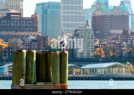 Un gabbiano arroccato su un molo dei traghetti di Manhattan con il fiume est che termina con gli edifici di Brooklyn Heights sullo sfondo. Foto Stock