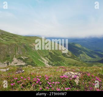 Fiori di rododendro e filo spinato sul luogo della prima operazione della guerra mondiale in montagna estiva (Ucraina, Carpazi) Foto Stock