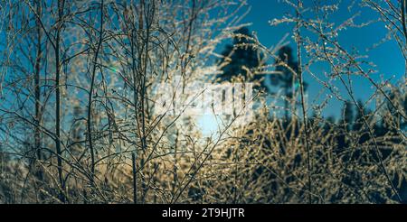 Panorama panoramico ravvicinato del caldo sole dorato che brilla attraverso sottili rami di betulla ricoperti da cratere e mattinata gelata invernale. Cielo blu e. Foto Stock