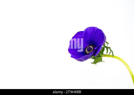 Fiori di anemone viola con sfondo bianco. Foto Stock