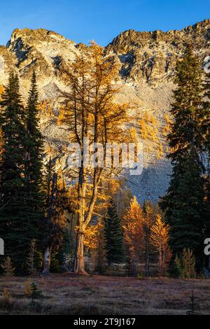 WA2376-00...WASHINGTON - gli alberi di arco catturano l'ultimo bagliore del sole in una serata autunnale al Boiling Lake e al Sawtooth Ridge nell'Okanogan NF. Foto Stock