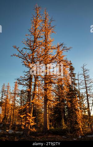 WA23780-00...WASHINGTON - la luce del sole del mattino presto fa arancio agli alberi di larice al lago Cooney, nella Okanogan National Forest. Foto Stock