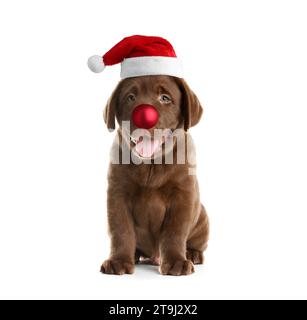 Adorabile cucciolo di Babbo Natale con il naso della palla di Natale rosso isolato su bianco Foto Stock