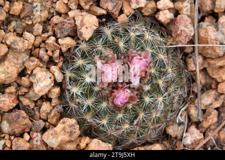 Un minuscolo cactus di palle di montagna (Pediocactus simpsonii), subito dopo la sua fioritura migliore, sbircia fuori da un nido di piccole pietre. Foto Stock