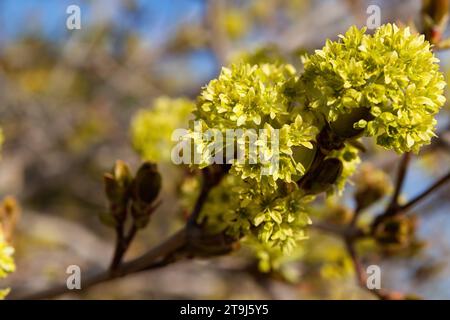 Steli fioriti di un acero norvegese (Acer platanoides), che mostrano i piccoli fiori gialli Foto Stock