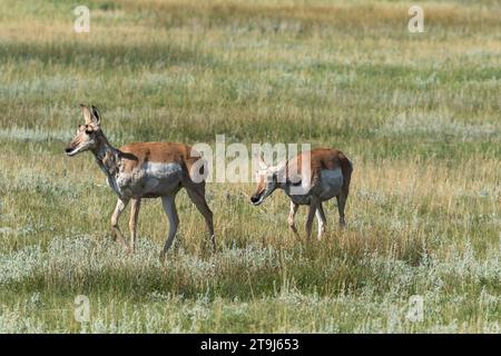 Un paio di prugne femminili (Antilocapra americana) vagano attraverso un prato di erbe e salvia. Flora e fauna selvatiche, prroncino, antilope Foto Stock