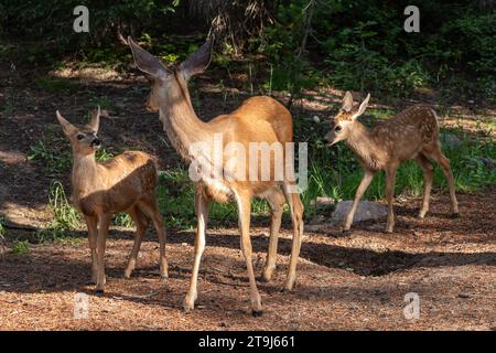 Un cervo mule (Odocoileus hemionus) interagisce con i suoi gemelli. Foto Stock