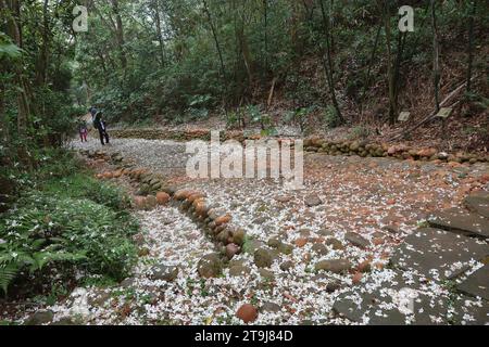 Un fiore bianco che cade su una strada lastricata di pietra Foto Stock