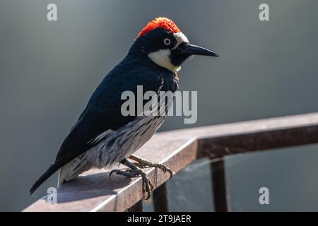 Un picchio di ghianda, Melanerpes formicivorus, a Big Sur, nella contea di Monterey, California, USA. Foto Stock