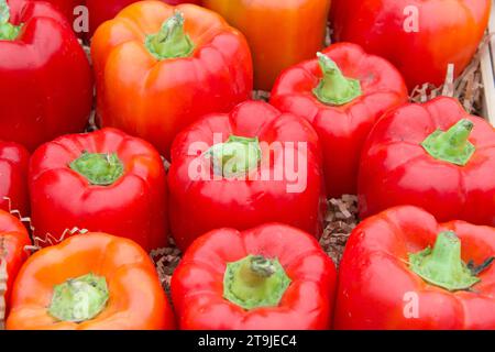 Peperoni rossi disposti in un mercato in una cassa per essere esposti. Foto Stock