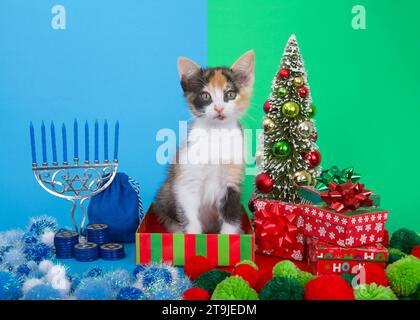 Adorabile gattino calico seduto tra Hanukkah menorah con candele blu accanto all'albero di Natale con regali. Molte famiglie multi-fede celebrano bo Foto Stock