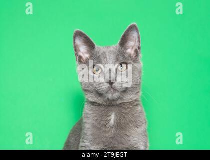 Ritratto ravvicinato di un adorabile gattino grigio con un piccolo tufo bianco sul petto che guarda lo spettatore. Espressione curiosa. Sfondo verde con spaziatura di copia Foto Stock