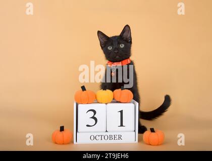 Adorabile gattino nero rilassato seduto dietro blocchi di calendario con la data delle festività di Halloween, ottobre 31. Circondato da piccole zucche di stoffa su un'ora Foto Stock