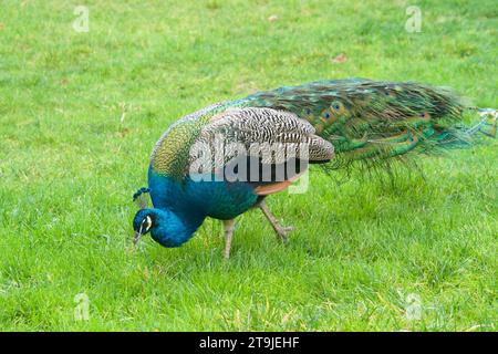 Un pavone maschio che cammina sull'erba in un parco locale dove mangiare. I pavoni sono famosi per il loro bellissimo piumaggio. Foto Stock