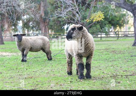 due pecore dalla faccia nera che pascolano in un campo boscoso, una che guarda gli spettatori a sinistra e l'altra che guarda lo spettatore. Erba che cresce tra alberi alti. Foto Stock