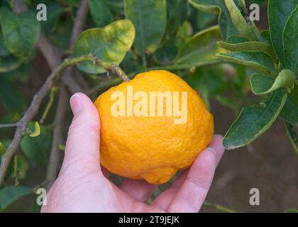 Mano caucasica che tiene Citrange Trifoliate ibrido agrumi che cresce sull'albero, circondato da foglie verdi Foto Stock