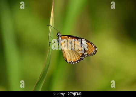Farfalla monarca africana appollaiata sull'erba su sfondo sfocato. Foto Stock