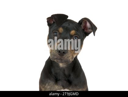 Ritratto ravvicinato di un cucciolo di brindle American Staffordshire Terrier nero e marrone, isolato su bianco. Guardando direttamente lo spettatore, le orecchie sono perplesse e lui Foto Stock