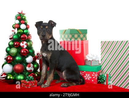Cucciolo nero e marrone di brindle American Staffordshire Terrier seduto su una coperta rossa accanto a un albero di Natale circondato da regali colorati. Lookin Foto Stock