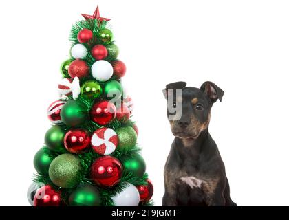 Cane da cucciolo nero e marrone brindle American Staffordshire Terrier accanto a un albero di Natale ricoperto da coloratissimi ornamenti di palle, cucciolo verso lo spettatore. È Foto Stock