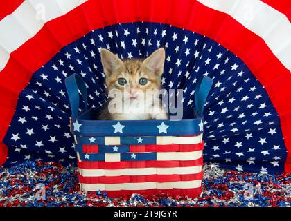 Ritratto di un adorabile gattino Calico Tabby Mix che sbircia fuori da un cestino di vimini decorato con bandiera americana guardando direttamente lo spettatore. Stelle circolari e. Foto Stock