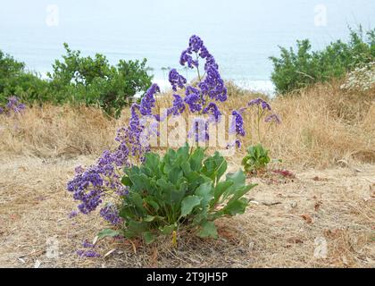 Limonio Perezii (Statice Perezii) viola e bianco della costa, fiori di lavanda marina che crescono su una collina, oceano sullo sfondo. Foto Stock