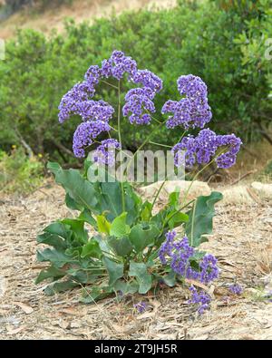 Limonio Perezii (Statice Perezii) viola e bianco della costa fiori di lavanda marina che crescono su una collina, arbusti sullo sfondo. Foto Stock