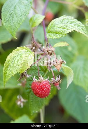 Primo piano di lamponi maturi e maturi sulla vite circondata da foglie verdeggianti. Raccolta primaverile. Foto Stock