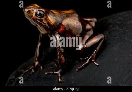 Dendrobates auratus (Dendrobates auratus) Foto Stock