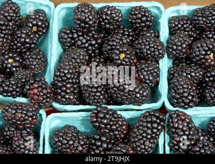 Primo piano di cesti di more appena raccolti su un tavolo in vendita al Farmer's Market. Foto Stock